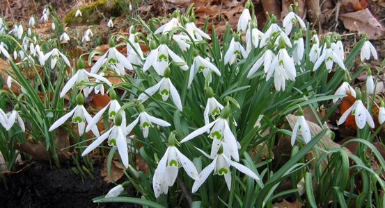 Snowdrops