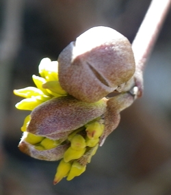 cornus mas newsy